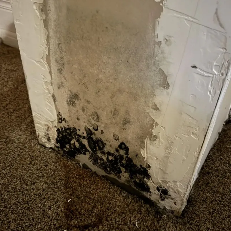 Professional Mold Removal in Silsbee, TX